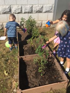 Veggie garden